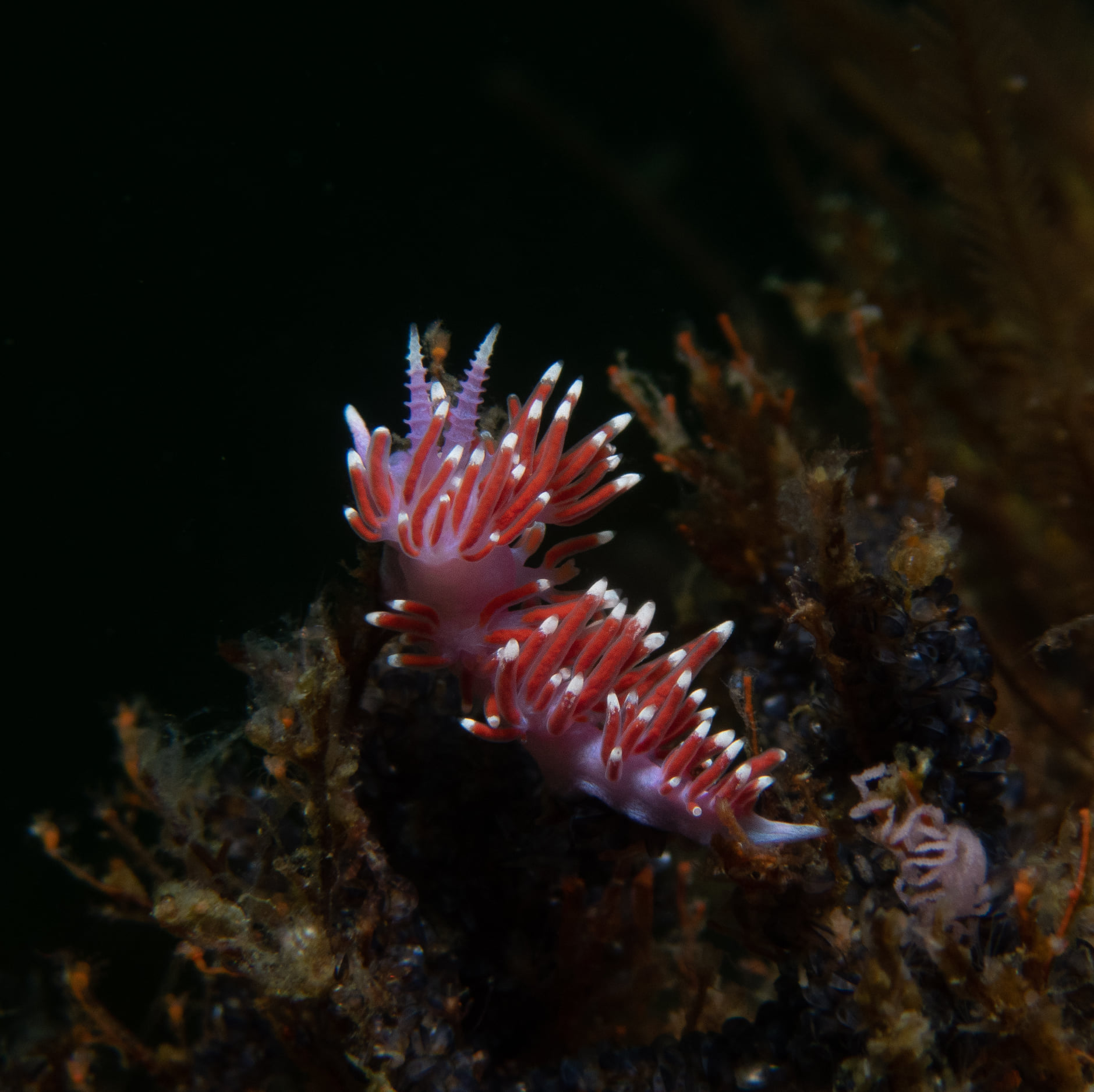 275439208_969440923964196_3587170684877423492_n